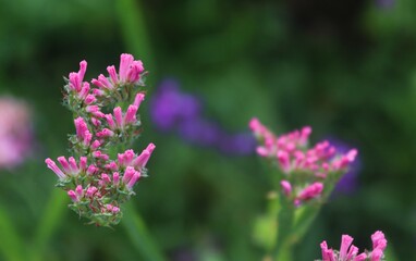 close up of a flower, pink and greeen, nature, garden, flora