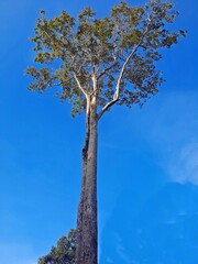 Beautiful big tree with blue sky background