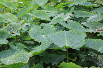 Elephant ears plant grown on swamp forming natural leaf pattern