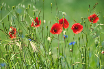 poppy flowers bathed in sunlight on a green meadow