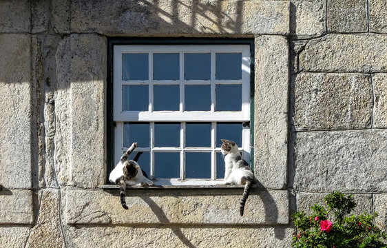 two cats at the window in a stone house in the medieval town of Sortelha, Sabugal municipality, Guarda district, Portugal
