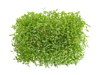 Fresh organic microgreen on white background, top view