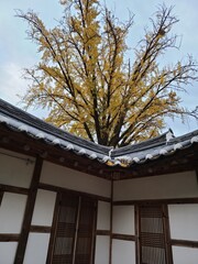 korea autumn 