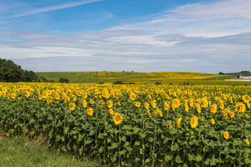 Fototapeta premium Fields of Sunflowers