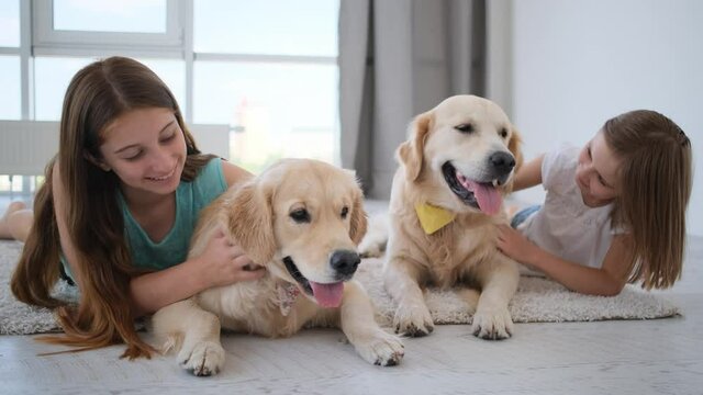 Kids playing with dogs lying on a floor, golden retriever breed