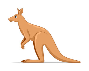 Kangaroo animal standing on a white background