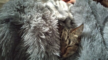 Obraz premium Cat sleep