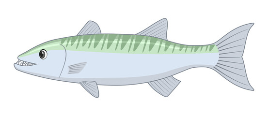Great barracuda fish on a white background