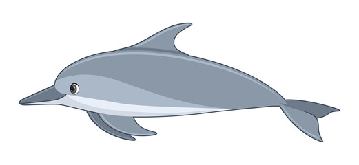Spinner dolphin fish on a white background