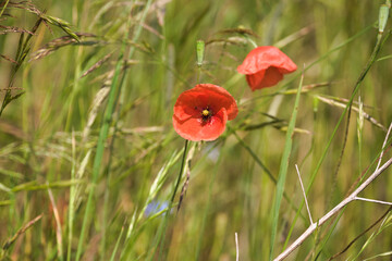poppy flowers bathed in sunlight on a green meadow