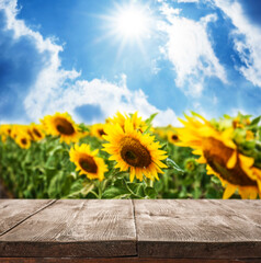 Empty wooden surface in sunflower field under blue sky with clouds