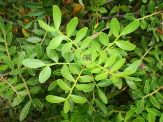Mastic Tree (Pistacia lentiscus)