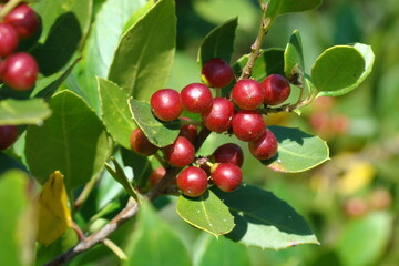 Mastic Tree (Pistacia lentiscus)