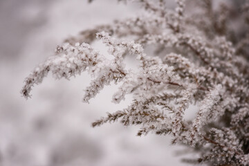 Frozen decorative plant (grass bush) in the garden, natural winter background, macro image with selective focus