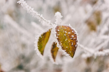 Frozen colorful leaves in the garden, natural winter background, macro image with selective focus