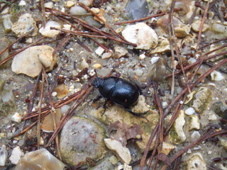 Dor beetle, found in the New Forest, UK