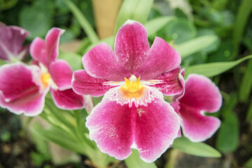 Berggarten - Herrenh&auml;user G&auml;rten - Hannover