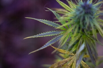 Marijuana grows on the street. Mature female hemp plant. Ganja leaves.