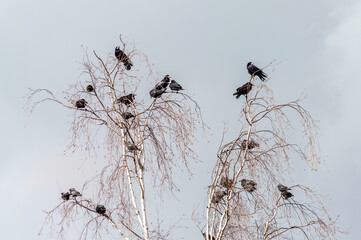 Many crows swing on birch branches © Ieva