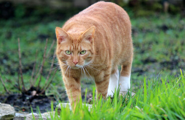 Naklejka na ściany i meble Close up photo of cute ginger cat in a garden. Cats photography outdoor. Green grass background. 