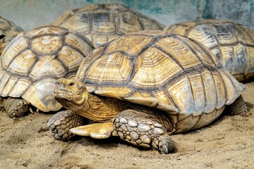 Sulcata tortoise, African spurred tortoise, Lovely brown terrestrial turtles on the sand.