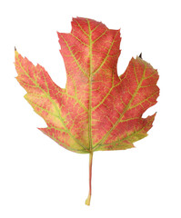 Beautiful leaf isolated on white. Autumn season