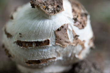 公園に生えていたオオシロカラカサタケのマクロ写真