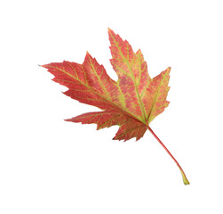 Beautiful leaf isolated on white. Autumn season