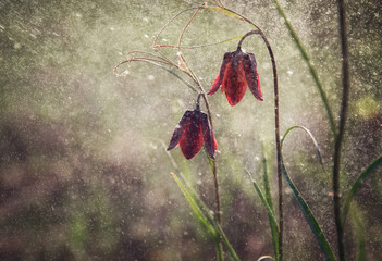 Flower the Hazel grouse plant with drops of water in spring.
