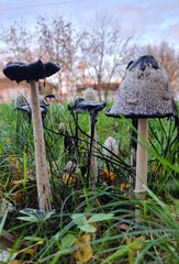 mushroom in the forest