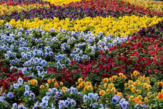 Colorful flowers background. Blue, red and yellow flowers.