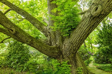 Berggarten - Herrenhäuser Gärten - Hannover