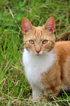 Close up photo of cute ginger cat in a garden. Cats photography outdoor. Green grass background. 