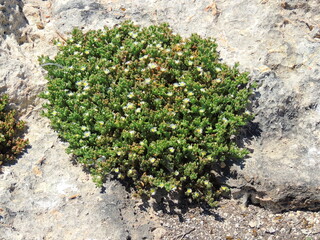 Slender Iceplant (Mesembryanthemum nodiflorum)