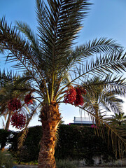 Date palm tree with branchy branches