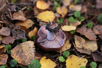 A small, upside-down, inedible purple mushroom among the autumn foliage.