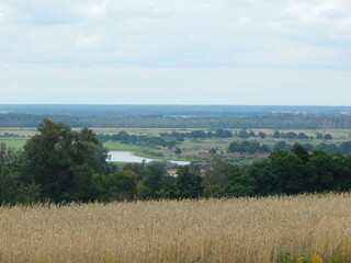 Fototapeta na wymiar landscape with a field of wheat and sky