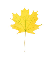 Naklejka na ściany i meble Dry leaf of maple tree isolated on white. Autumn season