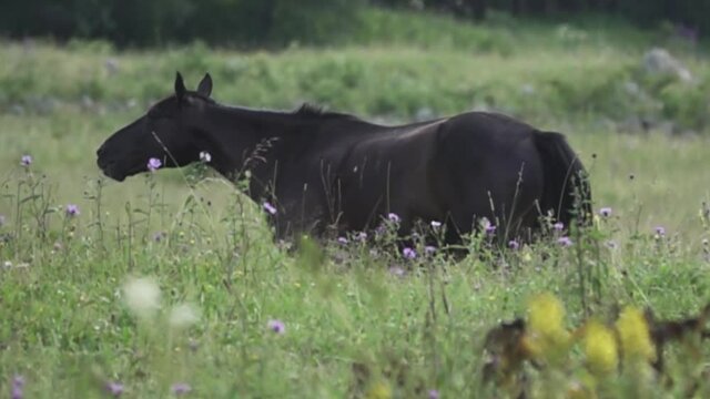 Kabardian racehorse grazes in the dense and high meadows of the North Caucasus. The grass reaches the horse's belly. Super slow motion 1000 fps
