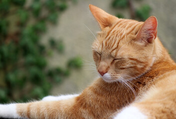 Close up photo of cute ginger cat in a garden. Cats photography outdoor. Green grass background. 