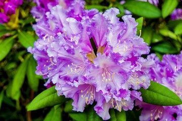 Berggarten - Herrenh&auml;user G&auml;rten - Hannover