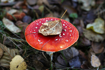 A large red fly agaric with a yellow leaf on the cap.