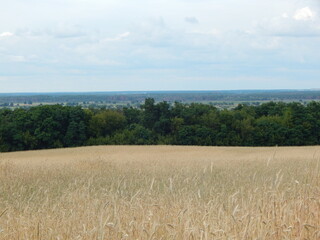 field of wheat