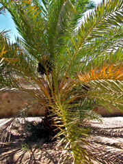 Palm tree near the fence of the oasis of the Bedouin village in Sinai