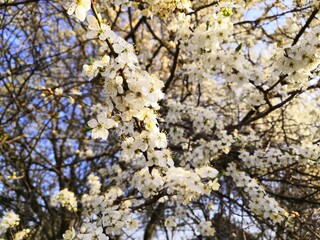 blossom in spring