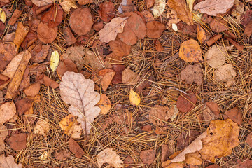 fall brown leaves and pine needles season background, autumn nature texture of a ground, fallen leaf backdrop