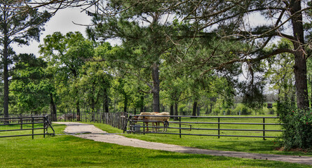 horses on a small Texan ranch