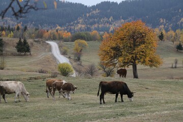 Fototapeta premium autumn panoramic landscape in mountains. fir trees around the pond on the meadow in yellowish weathered grass.ART