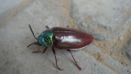Close up of indian jewel beetle (Buprestidae), jewel beetles or metallic wood-boring beetles known us Rainbow insects