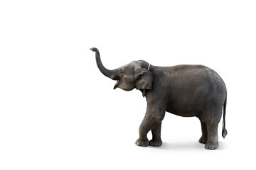 Baby elephant isolated on white background with clipping path